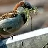 Nest and vegetation in Lexington MA